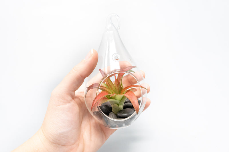 Load image into Gallery viewer, SALE - Set of 3 Red Hots Complete Teardrop Terrariums
