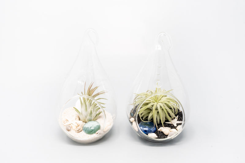 Load image into Gallery viewer, SALE - Teardrop Glass Terrariums - Set of 6 or 12 - 40% Off
