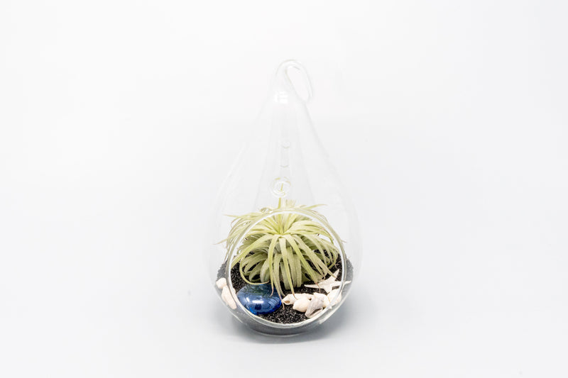 Load image into Gallery viewer, Teardrop Beach Terrariums with Black Sand
