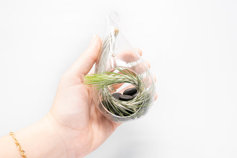 SALE - Set of 3 Funky Teardrop Terrariums with Flat Bottoms, additional product view 2