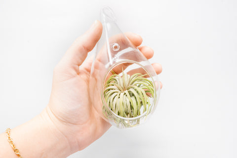 SALE - Teardrop Glass Terrariums - Set of 6 or 12 - 40% Off, additional product view 2