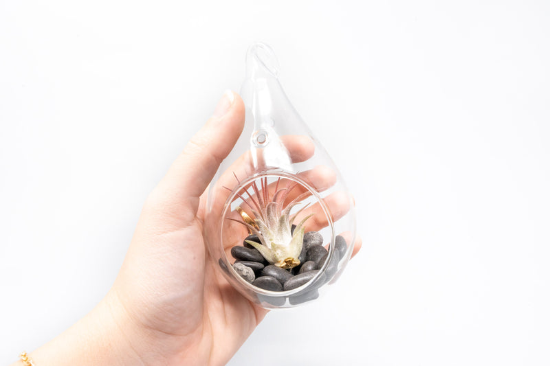 Load image into Gallery viewer, SALE - Set of 3 Red Hots Complete Teardrop Terrariums
