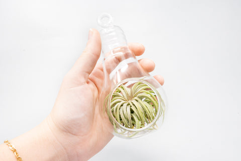 Hanging Light Bulb Terrarium with Flat Bottom, additional product view 2