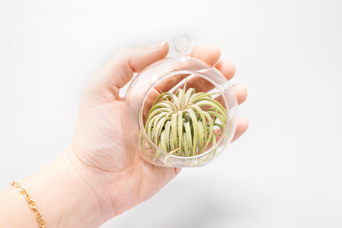 Mini Hanging Flat Bottom Glass Terrarium, additional product view 2