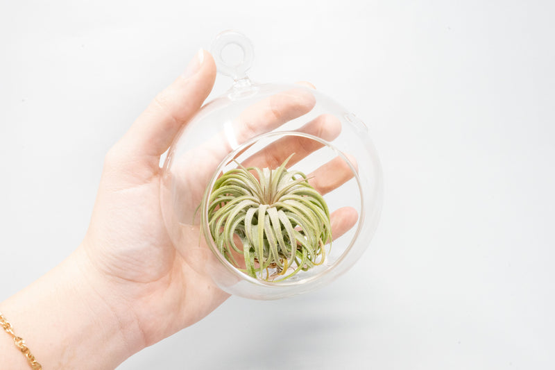 Load image into Gallery viewer, Minimalist Terrarium in a Glass Globe with Flat Bottom - Choose Your Custom Tillandsia Air Plant
