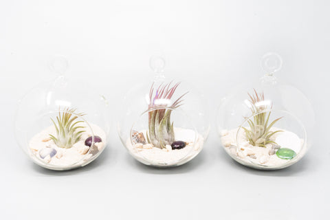 Beach Terrarium in Flat Bottom Globe with White Sand and Tillandsia Ionantha, additional product view 2