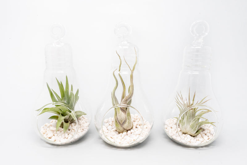 Load image into Gallery viewer, Hanging Light Bulb Terrarium with Crushed White Stones and Tillandsia Air Plant

