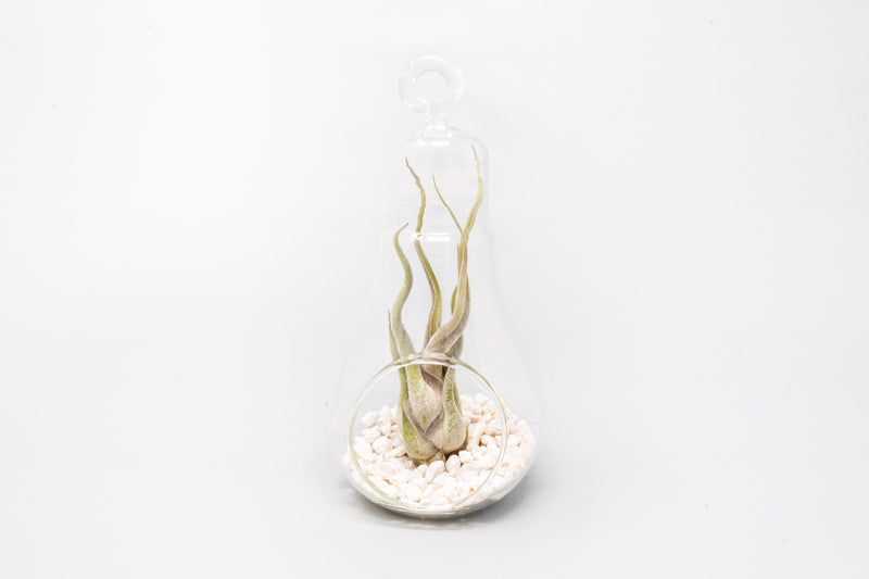 Load image into Gallery viewer, Hanging Light Bulb Terrarium with Crushed White Stones and Tillandsia Air Plant

