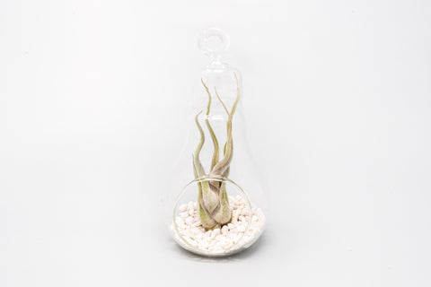 Hanging Light Bulb Terrarium with Crushed White Stones and Tillandsia Air Plant, additional product view 2