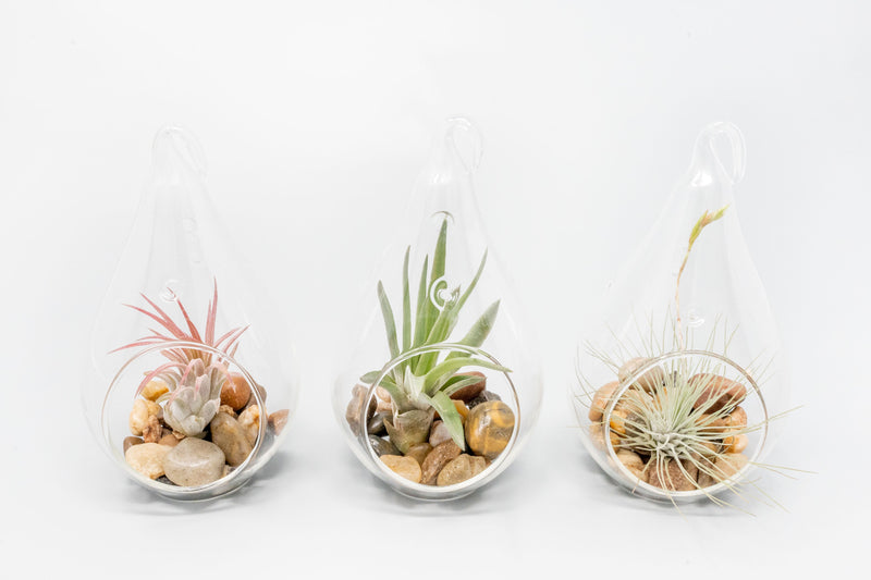 Load image into Gallery viewer, Teardrop Glass Terrariums
