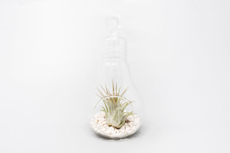 Load image into Gallery viewer, Hanging Light Bulb Terrarium with Crushed White Stones and Tillandsia Air Plant
