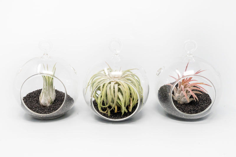 Load image into Gallery viewer, Mini Hanging Flat Bottom Beach Terrariums with White or Black Sand
