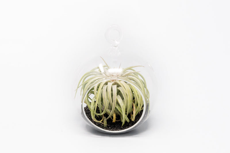 Load image into Gallery viewer, Mini Hanging Flat Bottom Beach Terrariums with White or Black Sand
