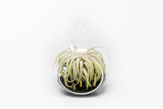 Mini Hanging Flat Bottom Beach Terrariums with White or Black Sand