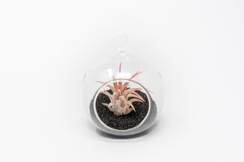 Load image into Gallery viewer, Mini Hanging Flat Bottom Beach Terrariums with White or Black Sand
