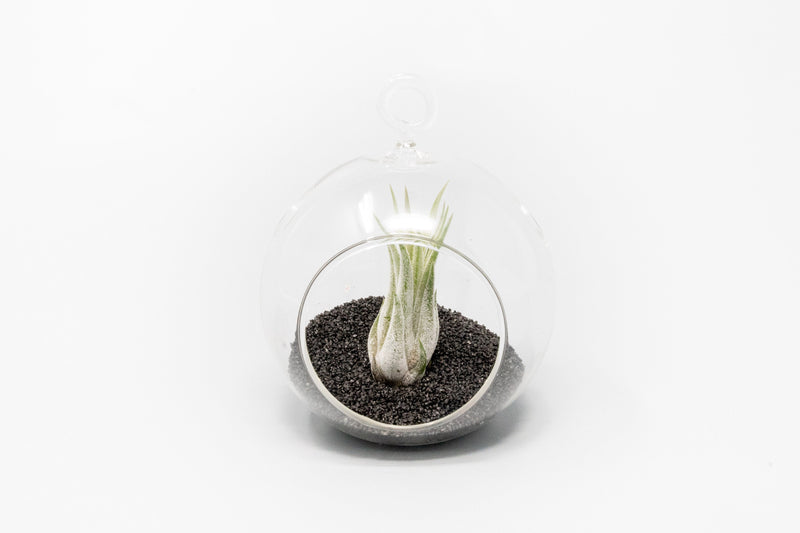 Load image into Gallery viewer, Mini Hanging Flat Bottom Beach Terrariums with White or Black Sand
