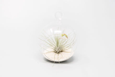 Mini Hanging Flat Bottom Beach Terrariums with White or Black Sand, additional product view 2