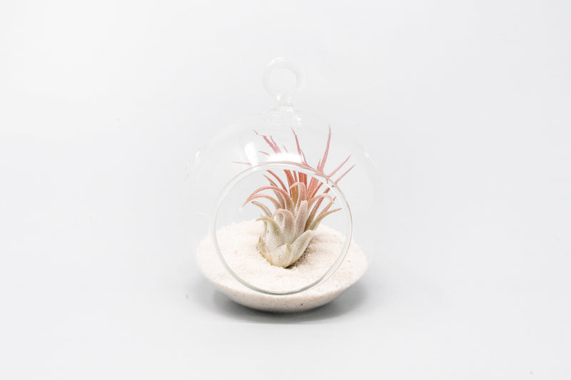 Load image into Gallery viewer, Mini Hanging Flat Bottom Beach Terrariums with White or Black Sand
