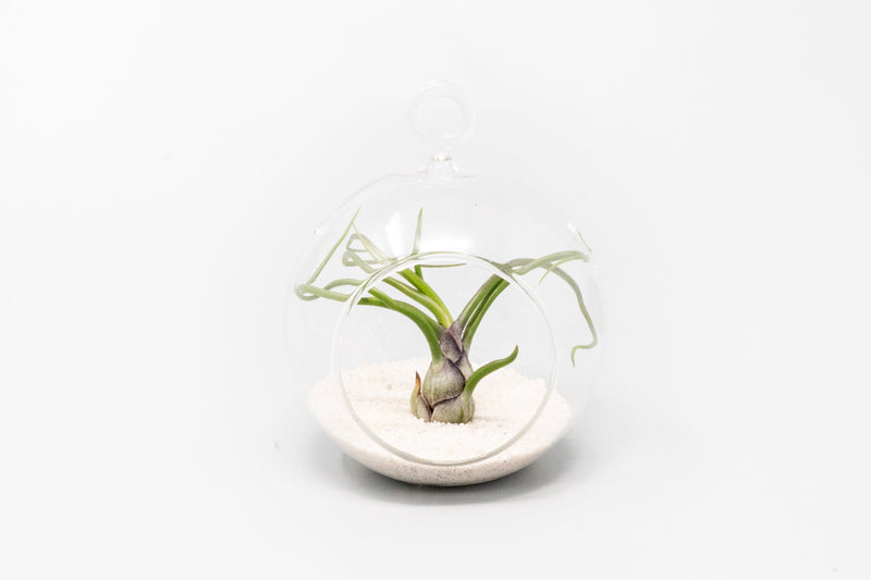 Load image into Gallery viewer, Mini Hanging Flat Bottom Beach Terrariums with White or Black Sand
