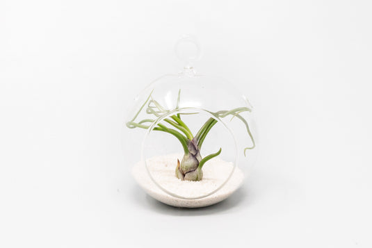 Mini Hanging Flat Bottom Beach Terrariums with White or Black Sand
