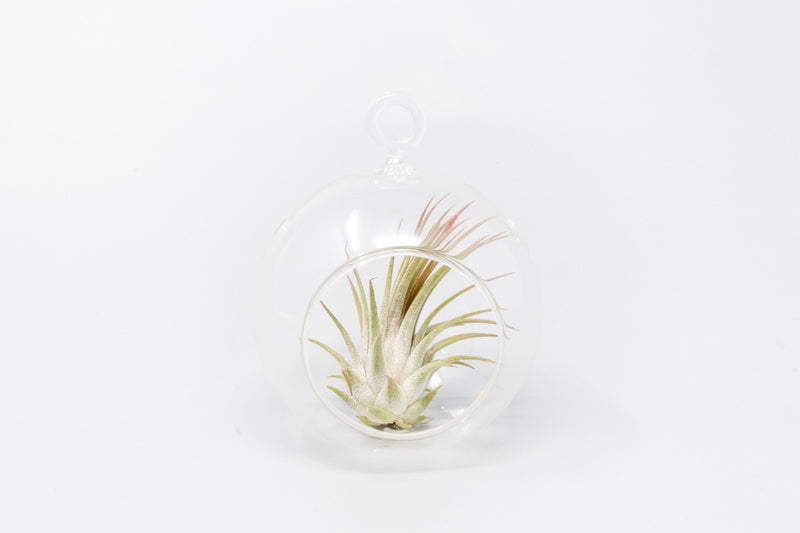 Load image into Gallery viewer, Mini Hanging Flat Bottom Glass Terrariums with Assorted Tillandsia Air Plants
