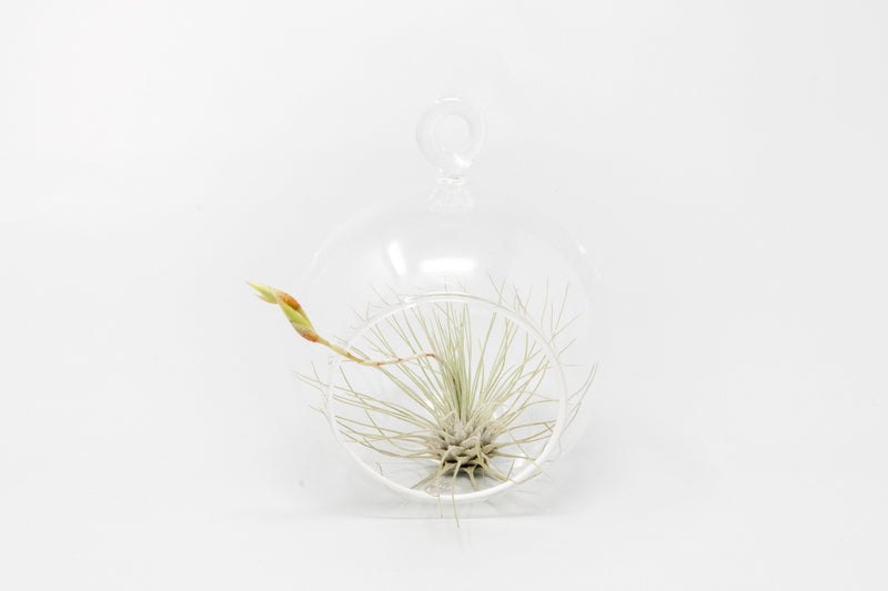 Load image into Gallery viewer, Mini Hanging Flat Bottom Glass Terrariums with Assorted Tillandsia Air Plants
