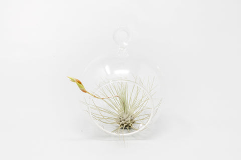 Mini Hanging Flat Bottom Glass Terrariums with Assorted Tillandsia Air Plants, additional product view 2