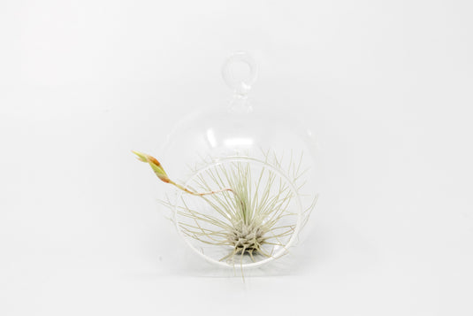 Mini Hanging Flat Bottom Glass Terrariums with Assorted Tillandsia Air Plants