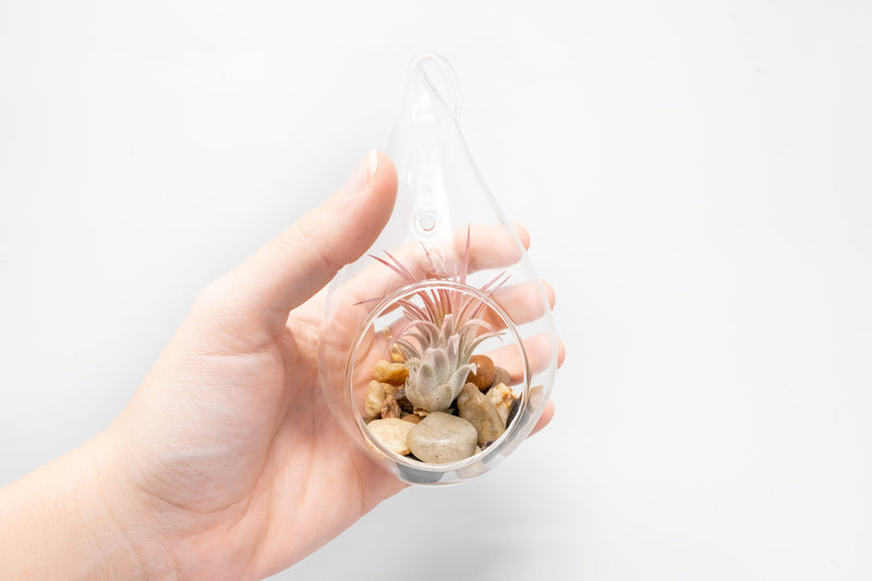 Load image into Gallery viewer, Teardrop Terrarium with Tillandsia Ionantha Guatemala &amp; Riverstones
