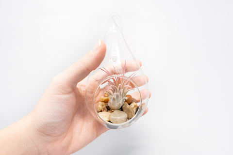 Teardrop Terrarium with Tillandsia Ionantha Guatemala & Riverstones, additional product view 2
