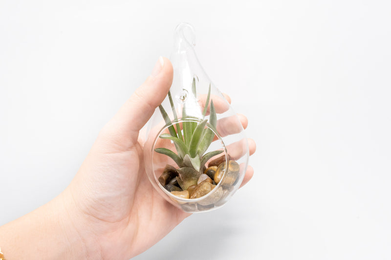 Load image into Gallery viewer, SALE - Set of 3 Airy Teardrop Terrariums with Flat Bottoms
