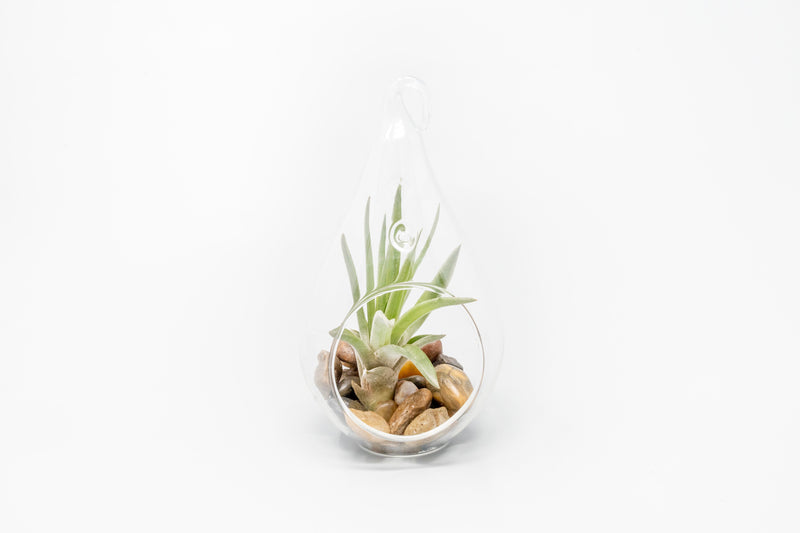 Load image into Gallery viewer, SALE - Set of 3 Airy Teardrop Terrariums with Flat Bottoms
