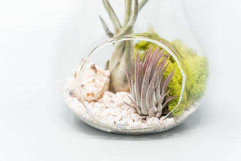 Pear Terrarium with Pebble Kit and Tillandsia Air Plants, additional product view 2