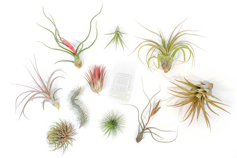 Premium Tillandsia Grab Bag and Fertilizer