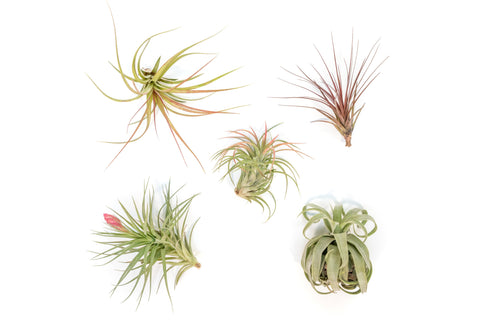 Collector's Choice Tillandsia Air Plant Variety