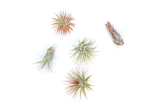 SALE - Mini Tillandsia Ionantha Air Plant Pups -  Sets of 5, 10 or 15  - 40% Off