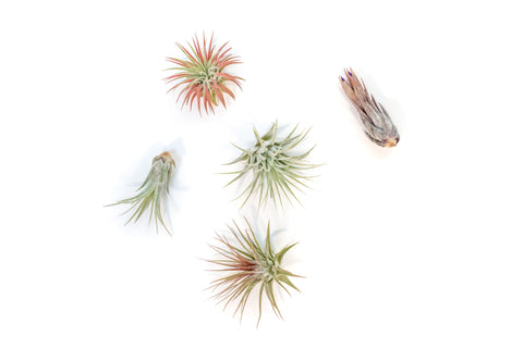 Tillandsia Ionantha Air Plant Variety, additional product view 2