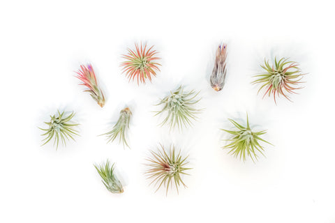 Tillandsia Ionantha Air Plant Variety