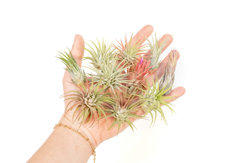 Load image into Gallery viewer, SALE - Mini Tillandsia Ionantha Air Plant Pups -  Sets of 5, 10 or 15  - 40% Off
