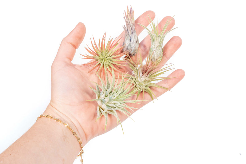 Load image into Gallery viewer, SALE - Mini Tillandsia Ionantha Air Plant Pups -  Sets of 5, 10 or 15  - 40% Off
