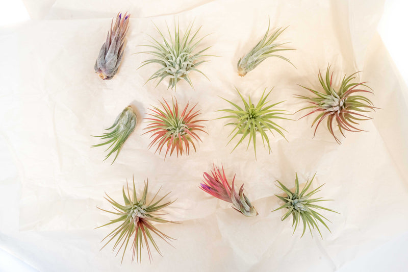 Load image into Gallery viewer, SALE - Tillandsia Ionantha Air Plant Super Packs - Set of 20, 30 or 50 - 70% Off
