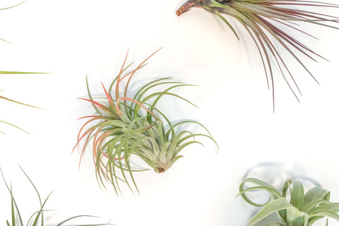 SALE - Collector's Choice Variety of Tillandsia Air Plants - 40% Off, additional product view 2
