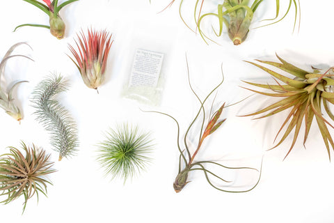 SALE - Premium Tillandsia Air Plant Grab Bag & Fertilizer Packet - Set of 10, 20 or 30 - 40% Off, additional product view 2