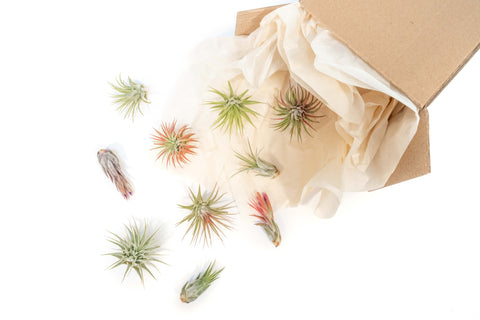 SALE - Mini Tillandsia Ionantha Air Plant Pups - Sets of 5, 10 or 15 - 40% Off, additional product view 2