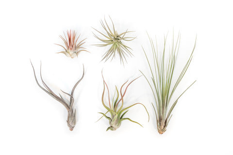 Yucatan Collection of Tillandsia Air Plants