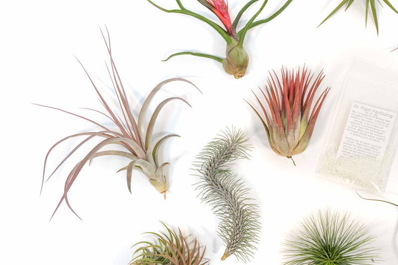 Load image into Gallery viewer, SALE - Premium Tillandsia Air Plant Grab Bag &amp; Fertilizer Packet - Set of 10, 20 or 30 - 40% Off
