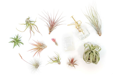 Tillandsia Grab Bag 10 Plants Fertilizer Mister