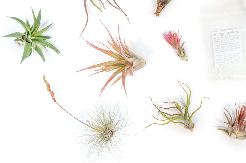 Load image into Gallery viewer, Tillandsia Air Plant Grab Bag of 10 Small &amp; Medium Plants, Fertilizer &amp; Air Plant Mister
