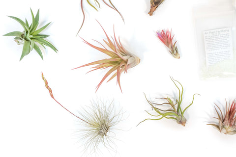 Tillandsia Air Plant Grab Bag of 10 Small & Medium Plants, Fertilizer & Air Plant Mister, additional product view 2