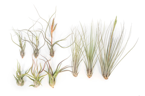 Long and Lovely Tillandsia Collection